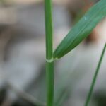 Perennial Ryegrass 101: How To Grow & Care For Perennial Ryegrass?