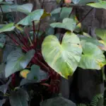 Philodendron Erubescens: The Best Care, Propagation, and Watering Guide
