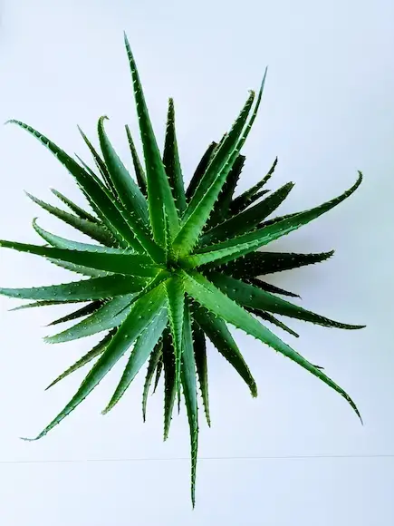 how to revive a dying aloe vera plant