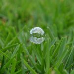 St. Augustine Grass 101: Is It Any Good? And, How To Grow It In Your Yard?