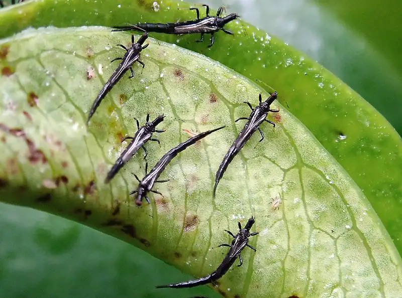 Thrips damage to orchids