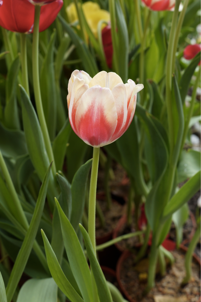Chinese flowers - tulips