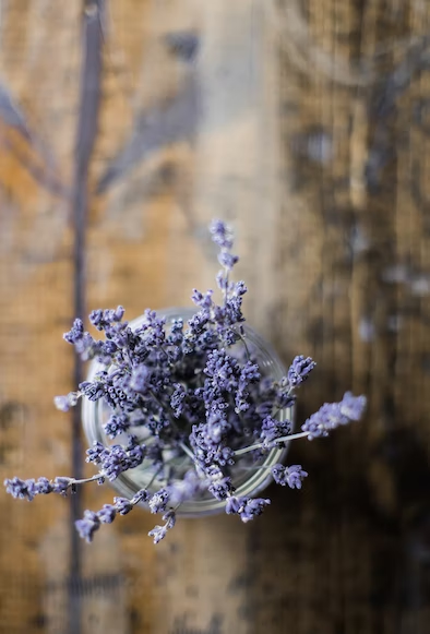 Winter lavender