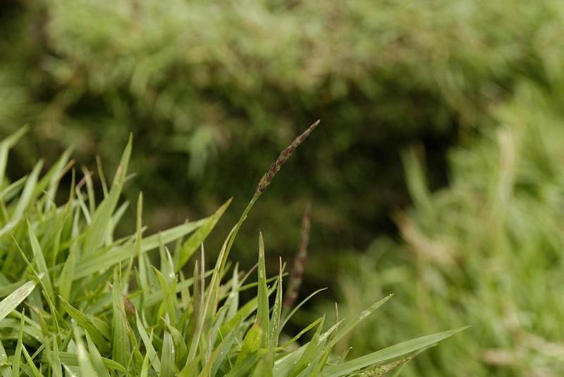 zoysia grass pros and cons