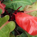 Philodendron Prince of Orange: Best Care, Watering, and Propagation