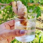 Growing Ginger: Key Information on How to Grow Hydroponically