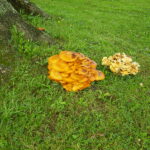 Orange Mushrooms In The Yard? Here Is How To Get Rid Of Them!