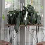 Peace Lily: Top Reasons Why They Droop and How To Fix Them