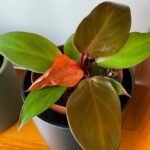 Philodendron McColley's Finale: Care, Watering, and Propagation Guide  