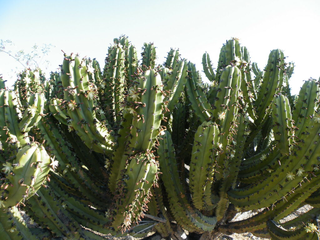 blue myrtle cactus
