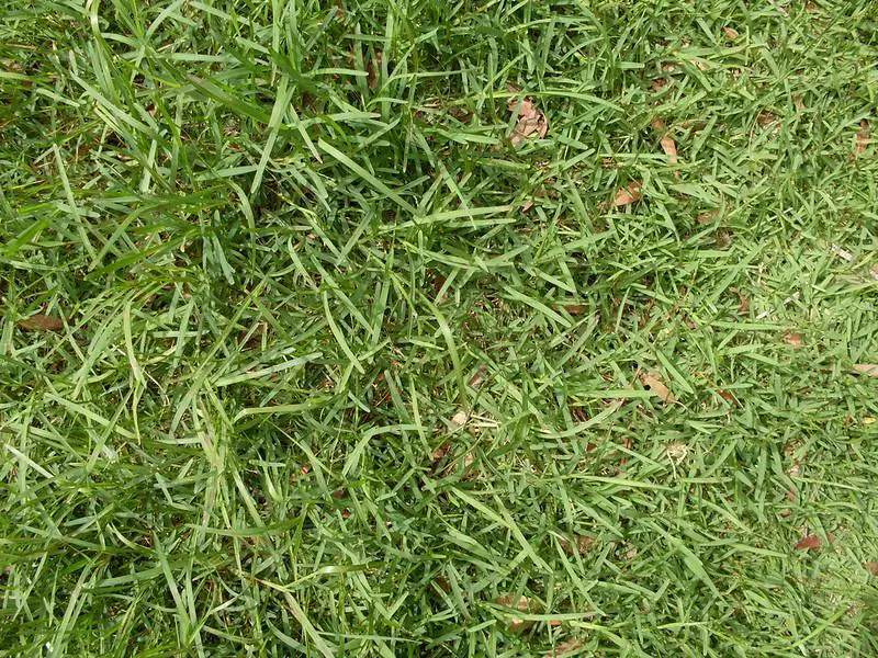 A Quick Look At Buffalo Grass Lawn