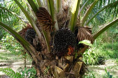 African Palm - coconut tree vs palm tree