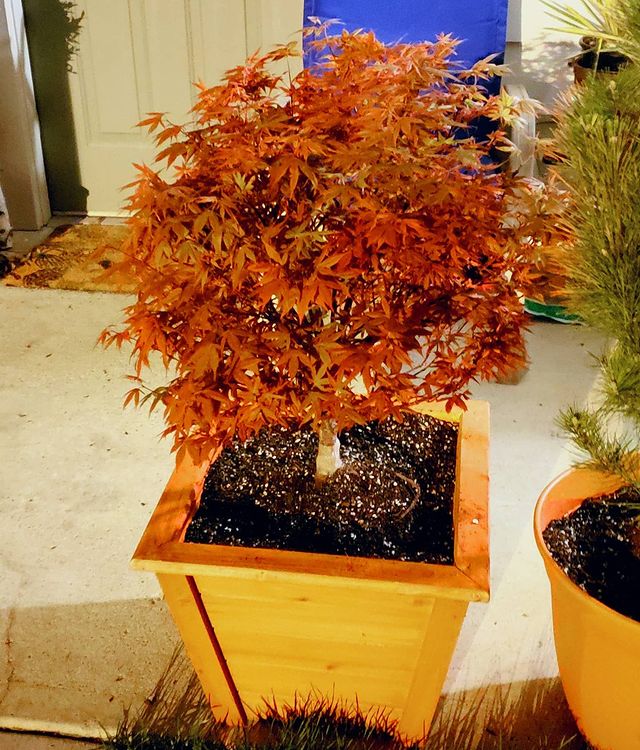 Bonsai or Container Growing - how to successfully plant and grow dwarf Japanese maple trees