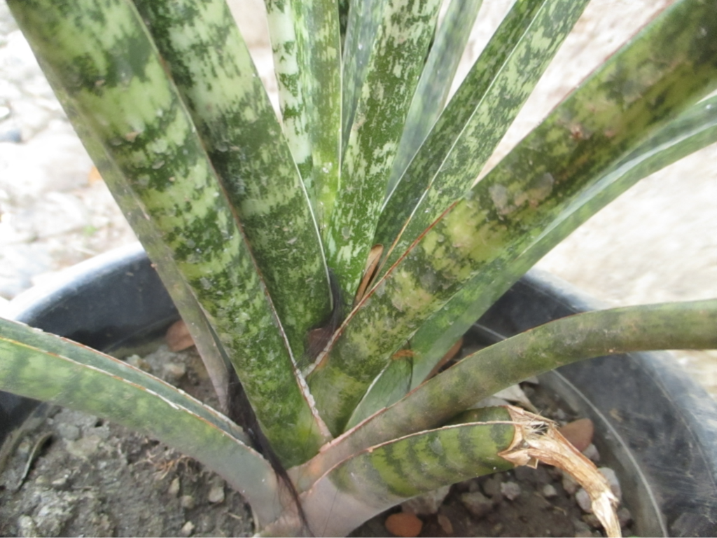 Brown Tips and Spots on Leaves - Snake plant problems