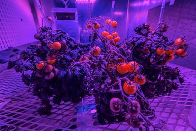 Can Plants Grow Under Artificial Light?
