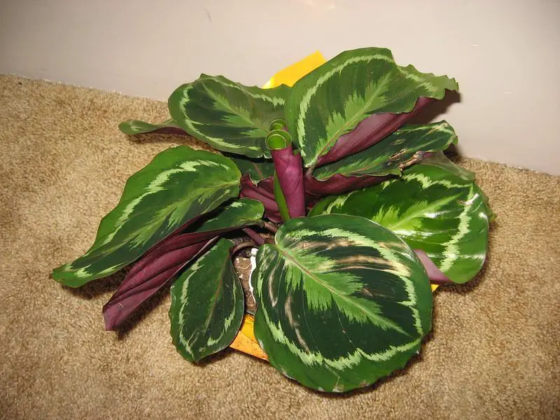 Excess Of Water - calathea leaves curling