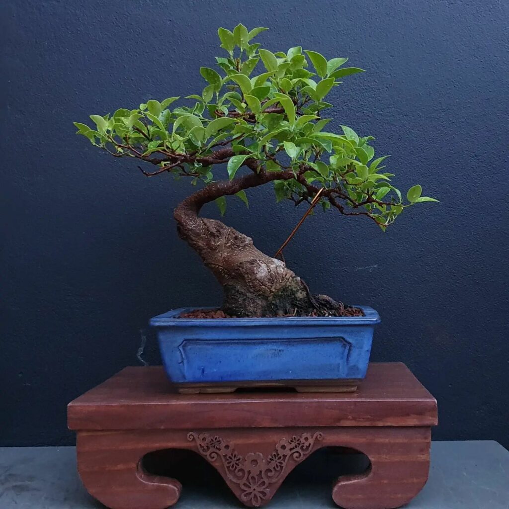 Ficus Bonsai (Ficus Spp.) - best indoor bonsai tree types how to care for them