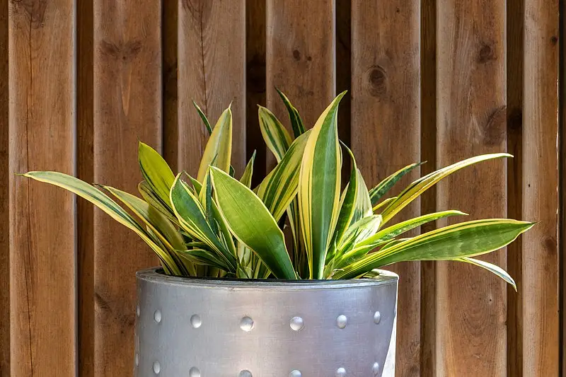 How Often Should You Water Your Snake Plants?