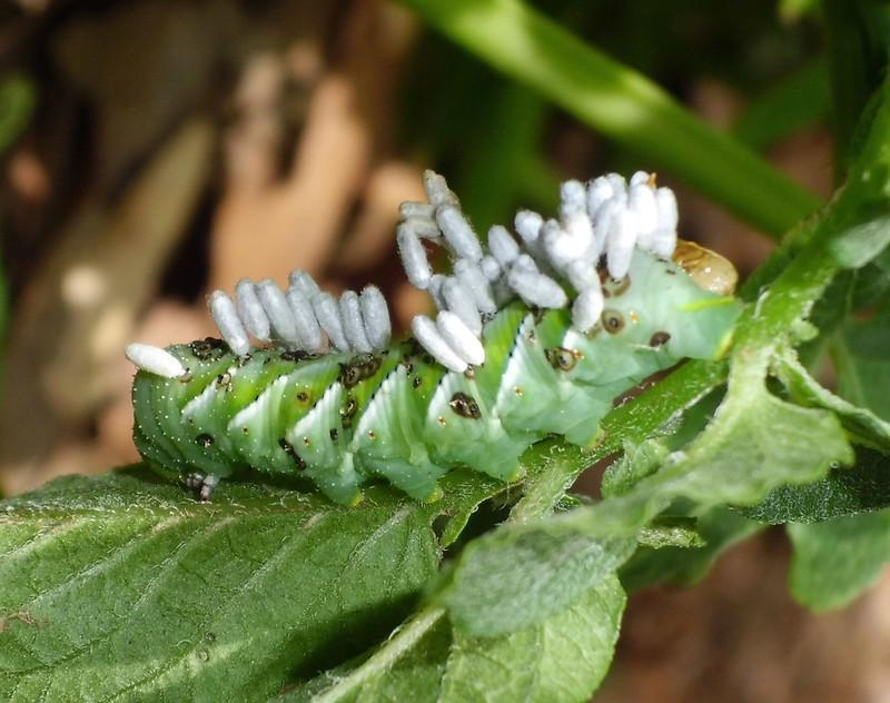 How To Get Rid Of Tomato Hornworms?
