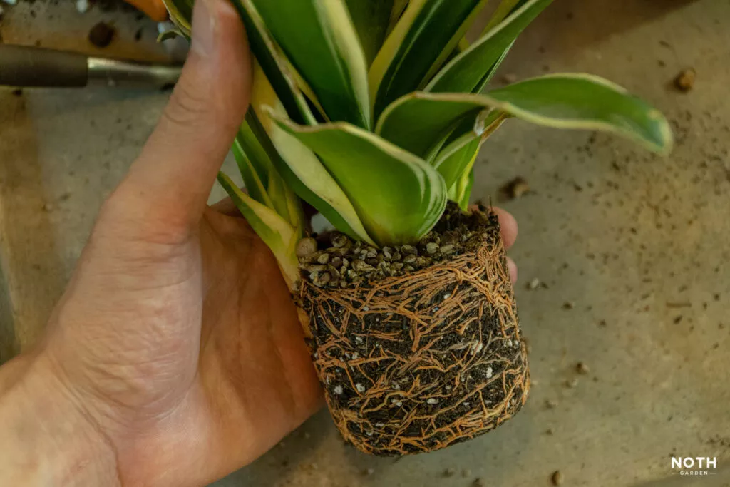How to repot snake plant