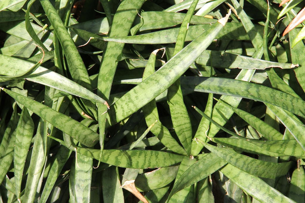 Kenya Hyacinth