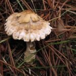 Top 25 Most Poisonous & Deadly Mushrooms Around The World