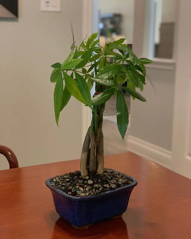 Money Tree - best indoor bonsai tree types how to care for them