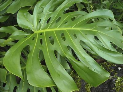 Monstera Requirements - Monstera pot guide