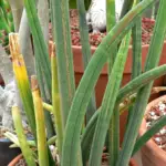 Snake Plant Problems: Common Sansevieria Problems and How To Fix Them