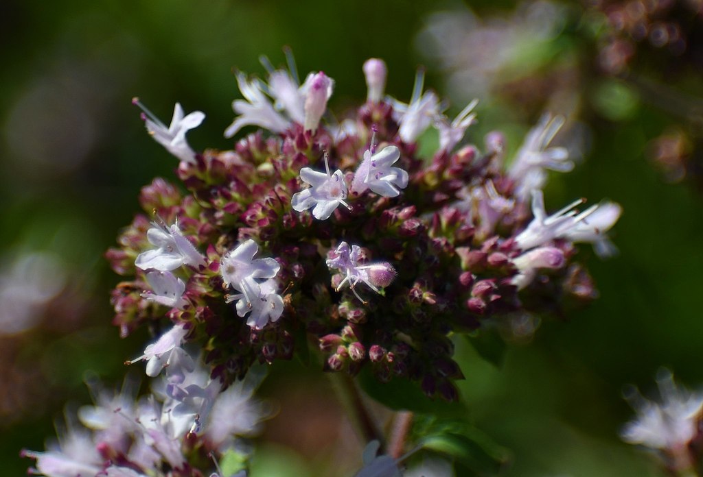 Oregano - lavender companion plants