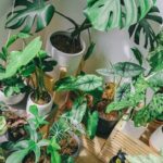 How To Grow & Care For Your Monstera Plant? The Ultimate Guide