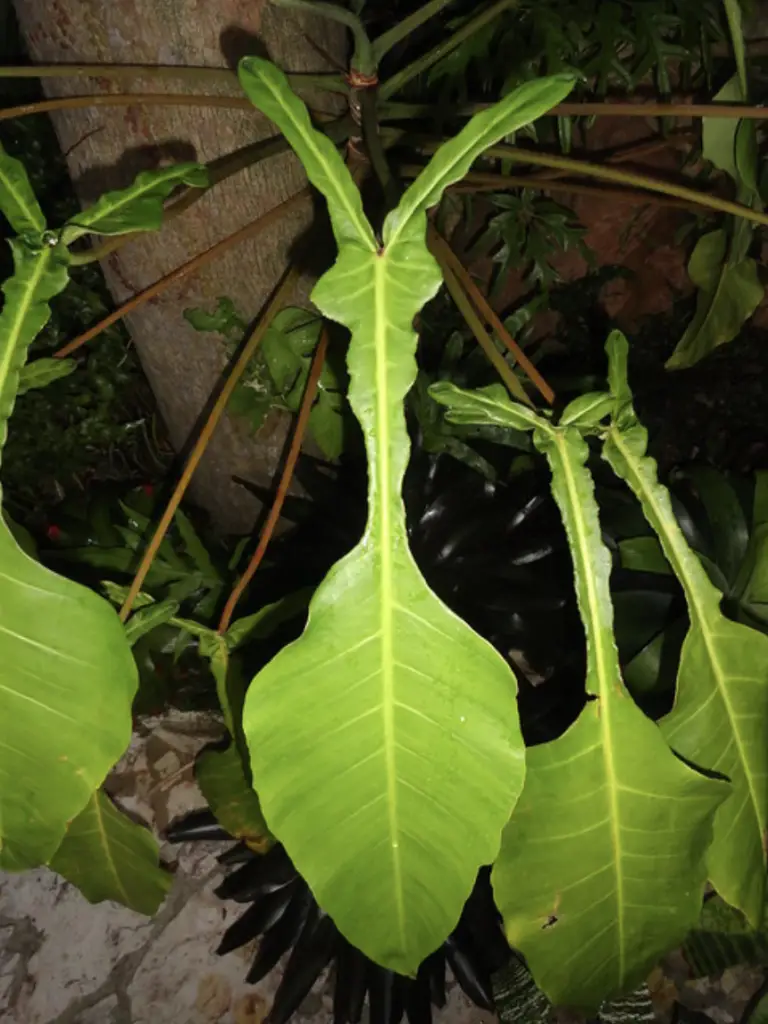 Philodendron Joepii 