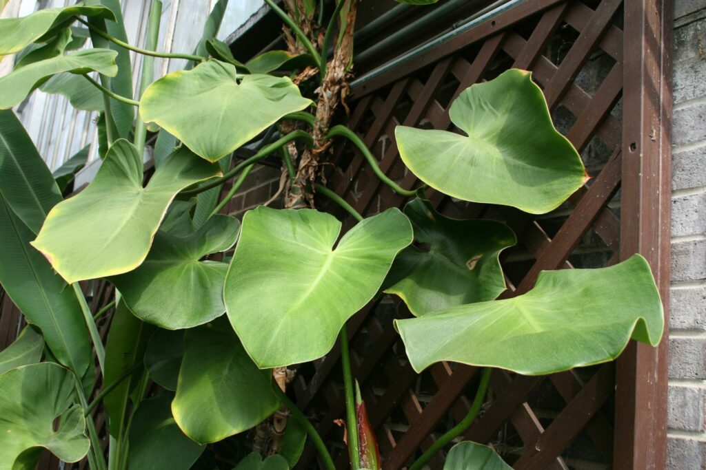 Pigskin Philodendron