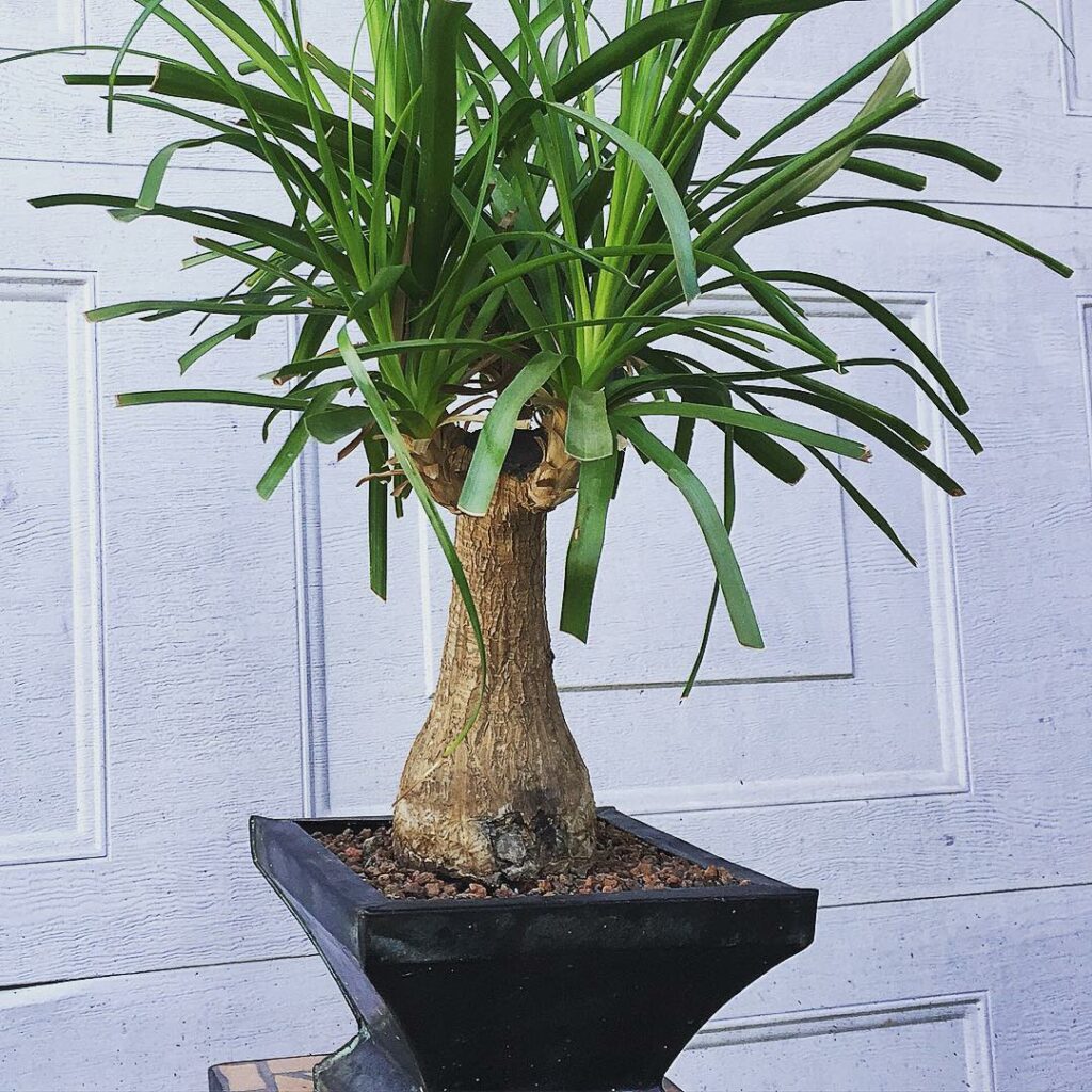 Ponytail Palm Bonsai - best indoor bonsai tree types how to care for them