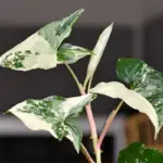 Syngonium Variegata: The Best And Complete Care, Propagation, And Watering Guide