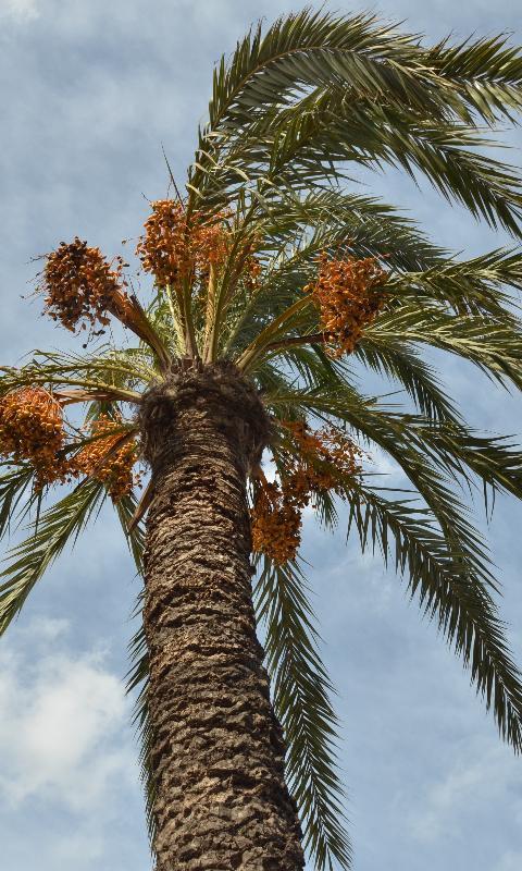 The Date Palm (Phoenix dactylifera)