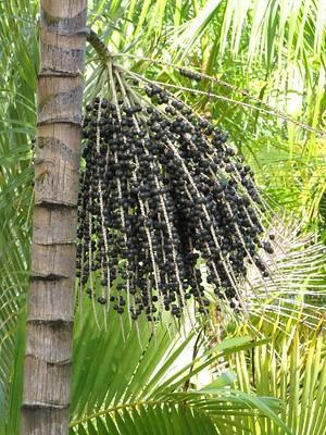 The Palm Acai