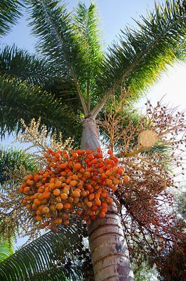The Peach Palm - coconut tree vs palm tree