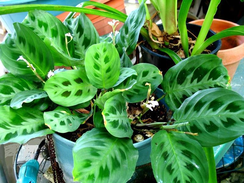 Types of how to propagate prayer plants