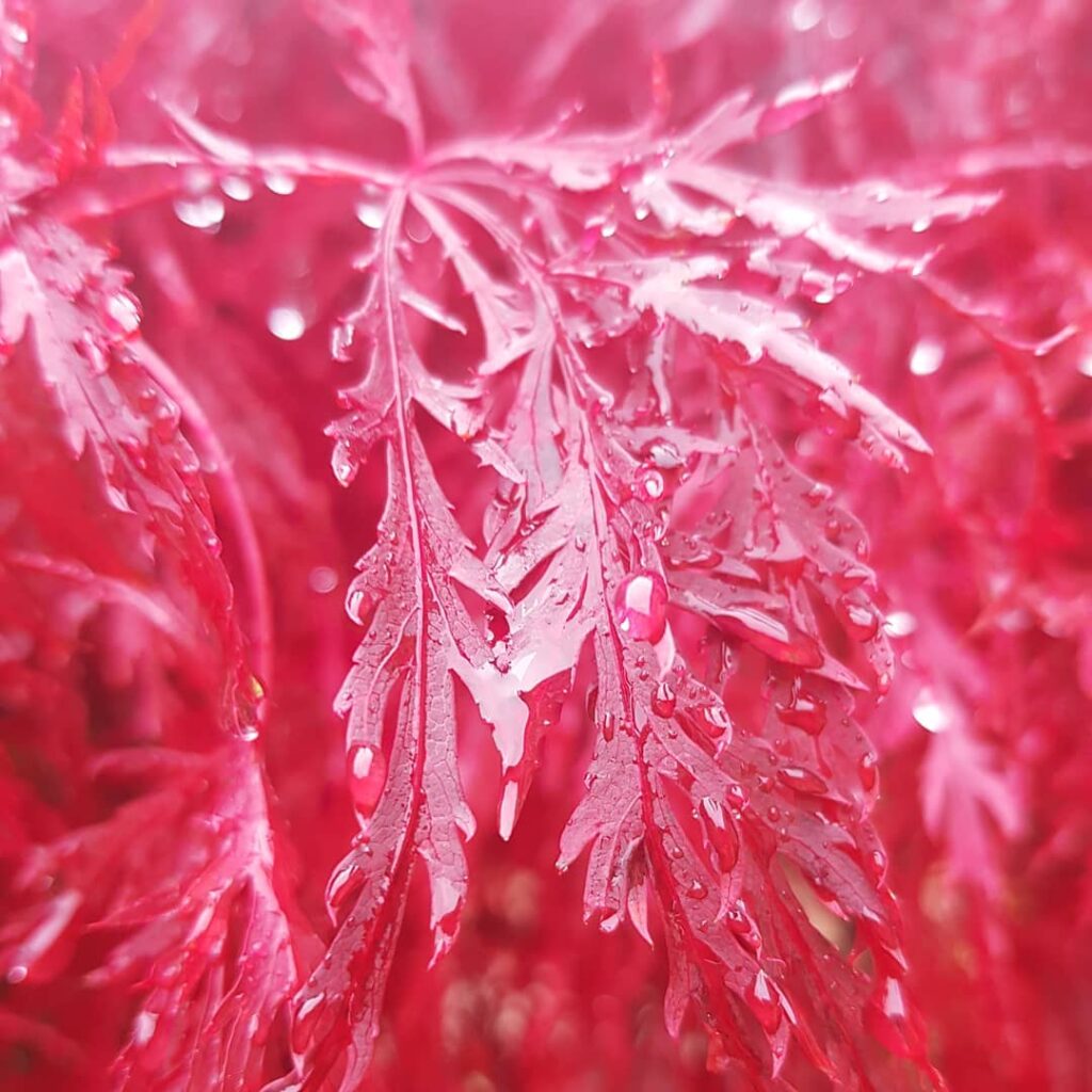 Watering - how to successfully plant and grow dwarf Japanese maple trees