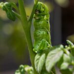 Where Does Tomato Hornworm Come From? And How To Get Rid Of Them!