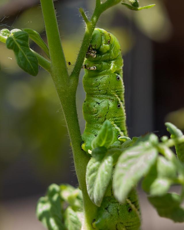 What Are Hornworms? How To Identify Them