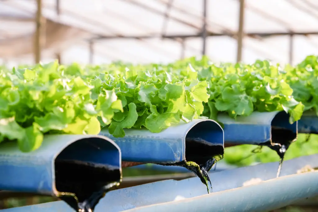 What Are The Ways To Utilize Cal-Mag In Hydroponic Systems?
