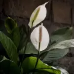 Peace Lilies: Top Reasons Why Their Leaves Turn Brown and How To Fix Them