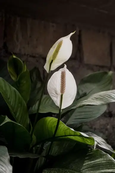 What Causes Peace Lily Flowers to Turn Brown 