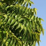 How To Use Neem Oil On Houseplants? A Comprehensive Guide