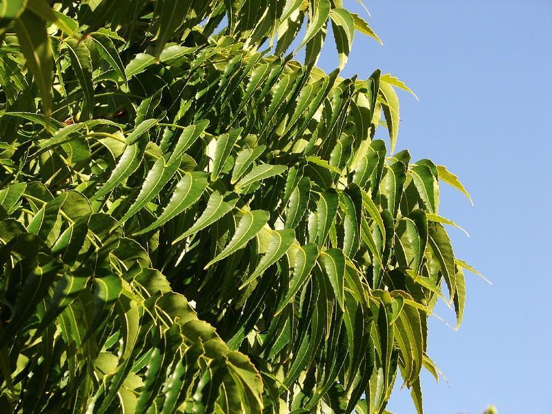 What Is Neem Oil?