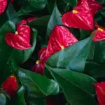 Anthurium Andraeanum: Care, Propagation, And Watering Guide For Your Flamingo Flower