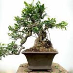 8 Best Indoor Bonsai Trees To Turn A Corner Of Your Home Into A Magical Place