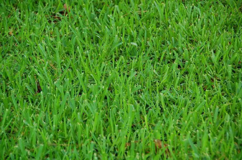 Buffalo grass lawn